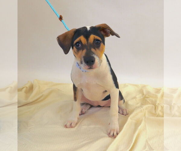 Medium Photo #13 American Staffordshire Terrier-Unknown Mix Puppy For Sale in Princeton, MN, USA