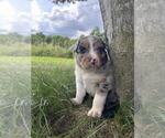 Small #6 Australian Shepherd