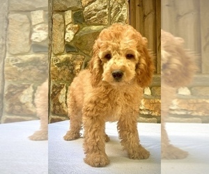 Goldendoodle (Miniature) Dog for Adoption in WEST GROVE, Pennsylvania USA