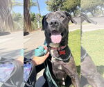 Small #7 Labrador Retriever Mix
