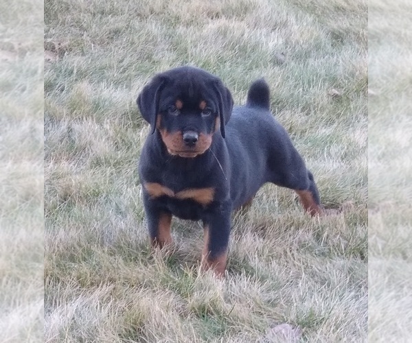 Medium Photo #4 Rottweiler Puppy For Sale in FREDERICKSBURG, OH, USA
