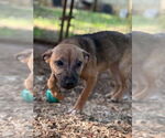 Small #10 Mutt