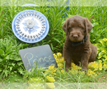 Puppy 1 Labradoodle-Labrador Retriever Mix