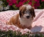Puppy Cooper Cavapoo