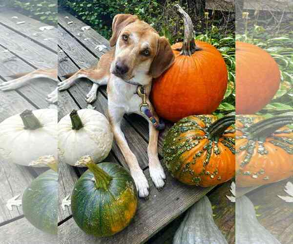 Medium Photo #6 Labrador Retriever-Redbone Coonhound Mix Puppy For Sale in Middlesex, VT, USA