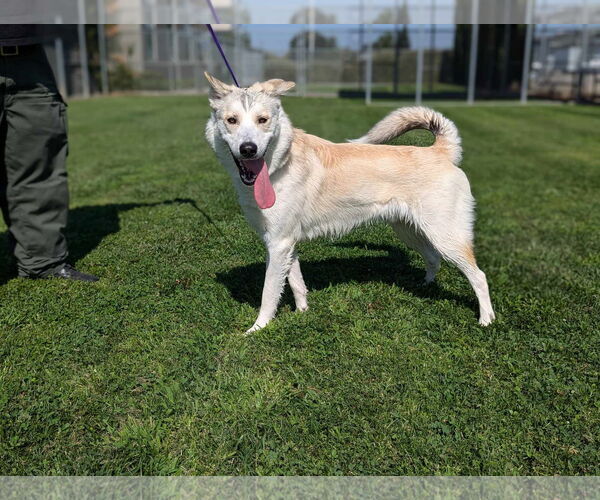Medium Photo #3 Siberian Husky-Unknown Mix Puppy For Sale in Yuba City, CA, USA