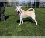 Small #2 Siberian Husky Mix