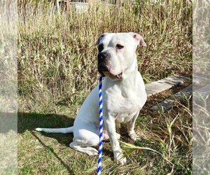 Bulloxer Dogs for adoption in Brights Grove, Ontario, Canada