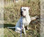 Small Photo #1 Bulloxer Puppy For Sale in Brights Grove, Ontario, Canada