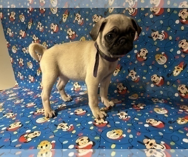 Medium Photo #6 Pug Puppy For Sale in CHICAGO, IL, USA
