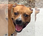 Small #1 American Pit Bull Terrier