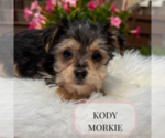 Small #1 Morkie