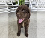 Small #2 Newfoundland