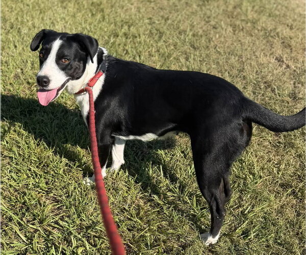 Medium Photo #4 Border Collie-Unknown Mix Puppy For Sale in Oakhurst, NJ, USA