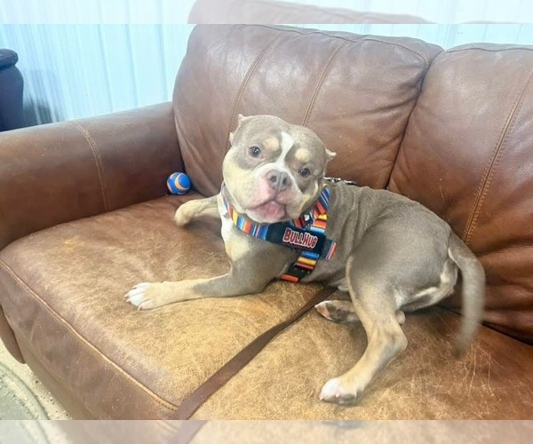 Medium Photo #3 American Bulldog-French Bulldog Mix Puppy For Sale in Lockport, NY, USA