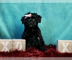 YorkiePoo Puppy for sale in WARSAW, IN, USA