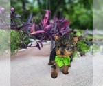Small Yorkshire Terrier