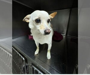 Chihuahua Dogs for adoption in San Diego , CA, USA