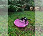 Small #10 Border Collie Mix