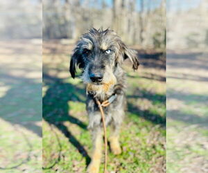 Aussiedoodle Dogs for adoption in Pacolet, SC, USA