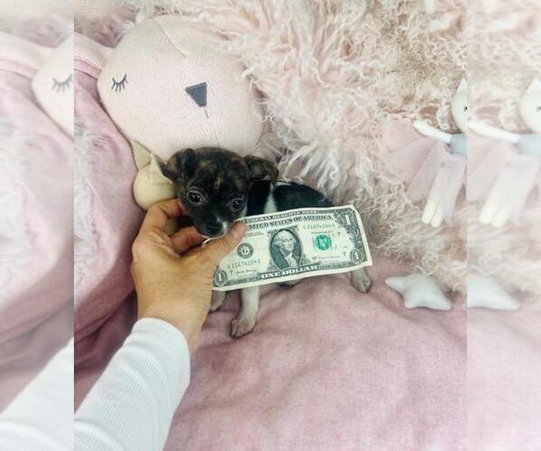 Medium Photo #2 Chihuahua Puppy For Sale in PEMBROKE PINES, FL, USA