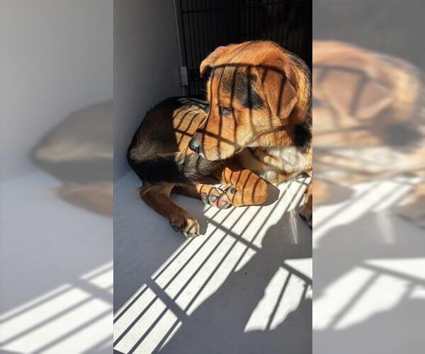 Medium Photo #1 German Shepherd Dog Puppy For Sale in Houston, TX, USA