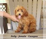 Image preview for Ad Listing. Nickname: Polly