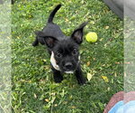 Small Chihuahua Mix