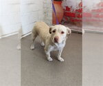 Small Mutt