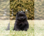 Small #8 Chow Chow
