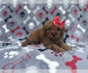 Cavapoo Puppy for sale in LAKELAND, FL, USA