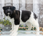 Small #1 Akita