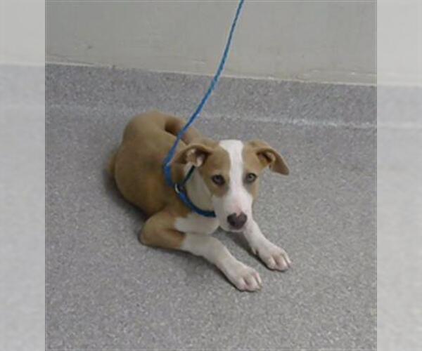 Medium Photo #1 Pointer-Unknown Mix Puppy For Sale in Pasadena, TX, USA