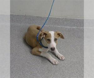 Pointer-Unknown Mix Dogs for adoption in Pasadena, TX, USA