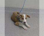 Small Pointer Mix