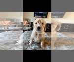 Small Photo #140 Goldendoodle Puppy For Sale in RATHDRUM, ID, USA