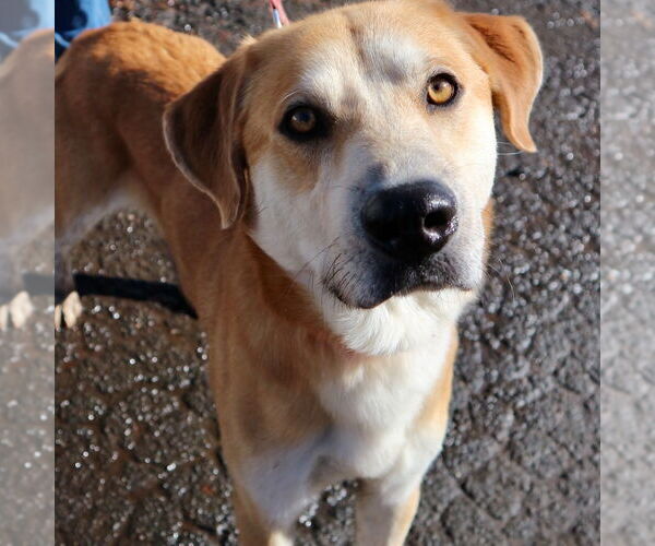 Medium Photo #3 Mutt Puppy For Sale in Canton, CT, USA