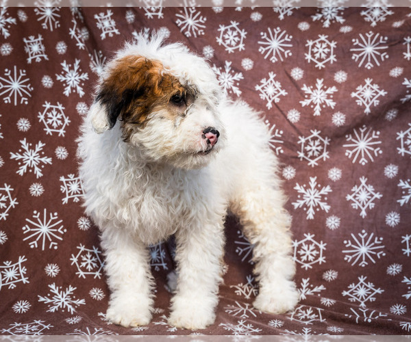 Medium Photo #4 Saint Berdoodle Puppy For Sale in WAKARUSA, IN, USA