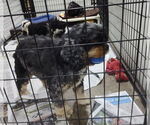Small Cocker Spaniel