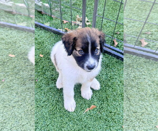 Medium Photo #3 Labrador Retriever-Unknown Mix Puppy For Sale in Fort Worth, TX, USA