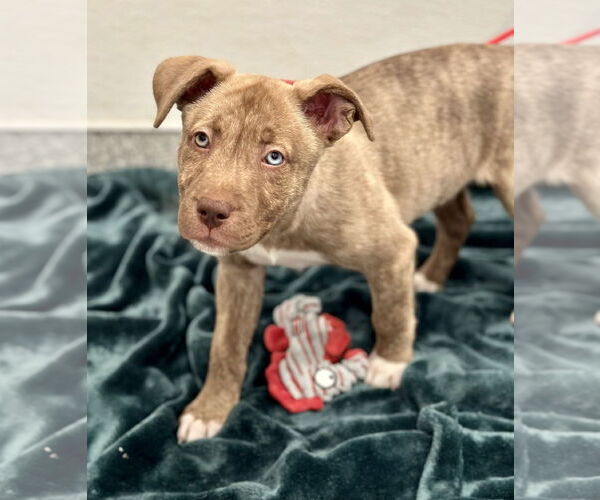 Medium Photo #1 American Pit Bull Terrier-Unknown Mix Puppy For Sale in Manahawkin, NJ, USA