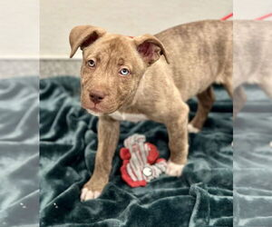 American Pit Bull Terrier-Unknown Mix Dogs for adoption in Manahawkin, NJ, USA