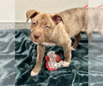 Small American Pit Bull Terrier Mix