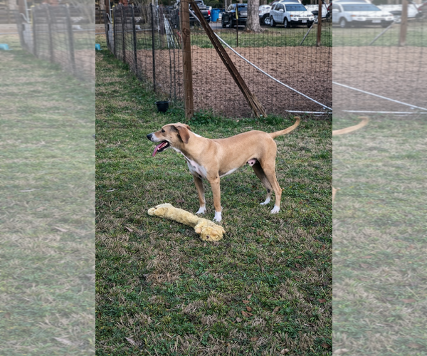 Medium Photo #1 Black Mouth Cur-Weimaraner Mix Puppy For Sale in The Woodlands, TX, USA