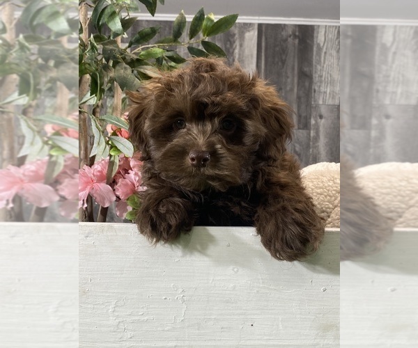 Medium Photo #5 Havanese Puppy For Sale in CANOGA, NY, USA