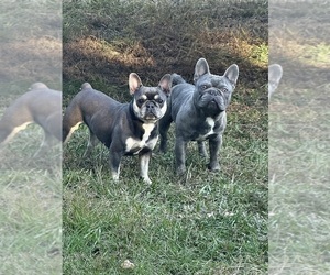 Mother of the French Bulldog puppies born on 01/16/2026