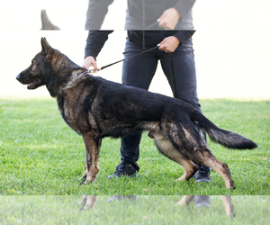 Father of the German Shepherd Dog puppies born on 03/25/2025