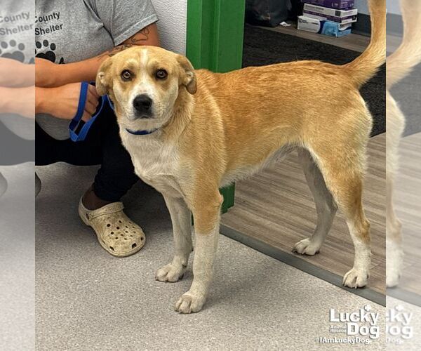 Medium Photo #1 Australian Shepherd-Retriever  Mix Puppy For Sale in Washington, DC, USA