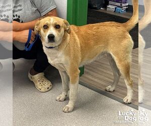 Australian Shepherd-Retriever  Mix Dogs for adoption in Washington, DC, USA