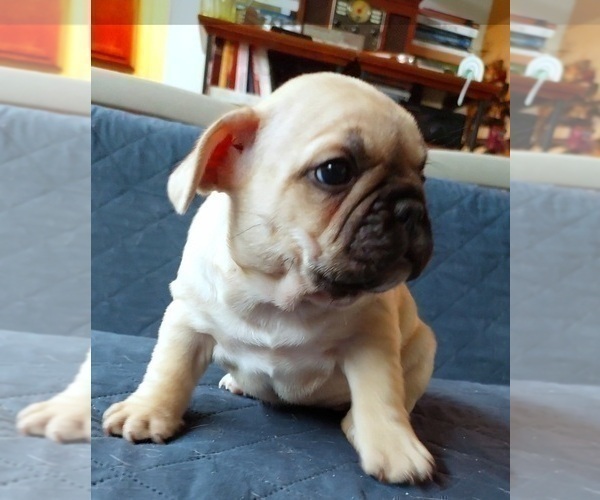 Medium Photo #40 French Bulldog Puppy For Sale in MANHATTAN, NY, USA